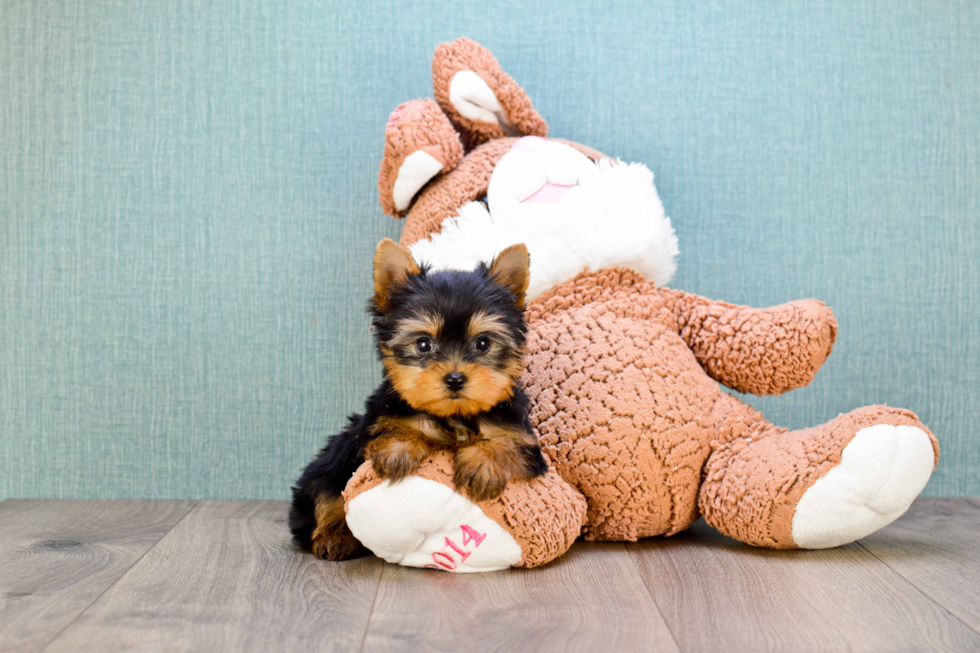 Meet Sterling Archer - our Yorkshire Terrier Puppy Photo 