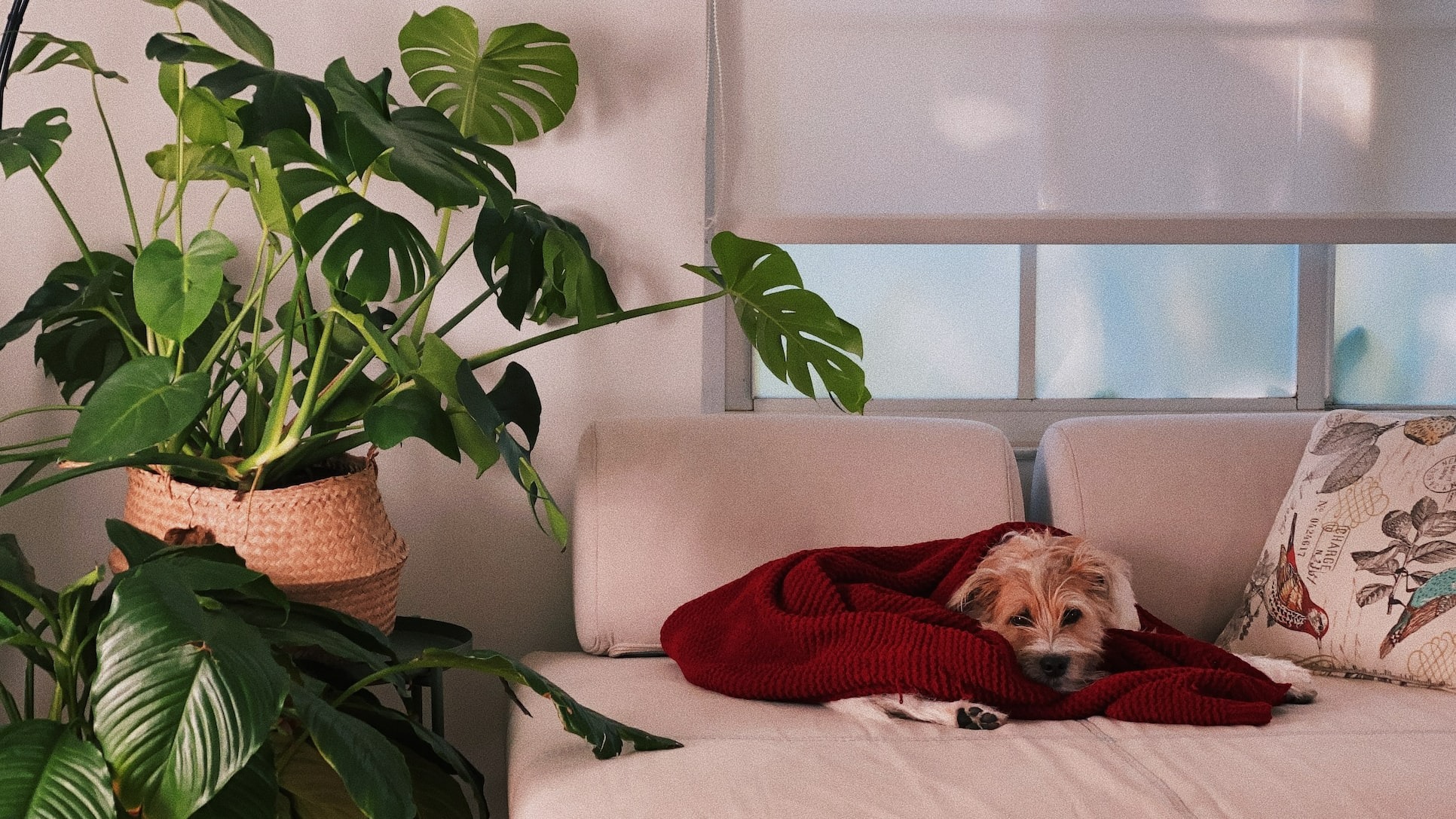 small mature dog lounging on a white sofa cozied up with a red blanket