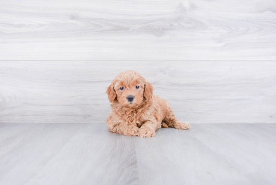 Mini Goldendoodle Pup Being Cute