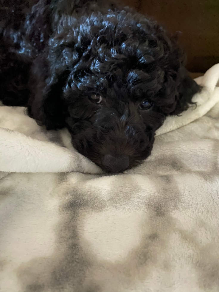 hypoallergenic mini goldendoodle black with curly hair. the black dog with curly hair is laying on a bed