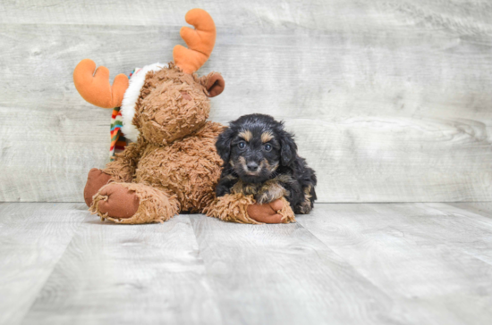 Cute Yorkie Poo Baby