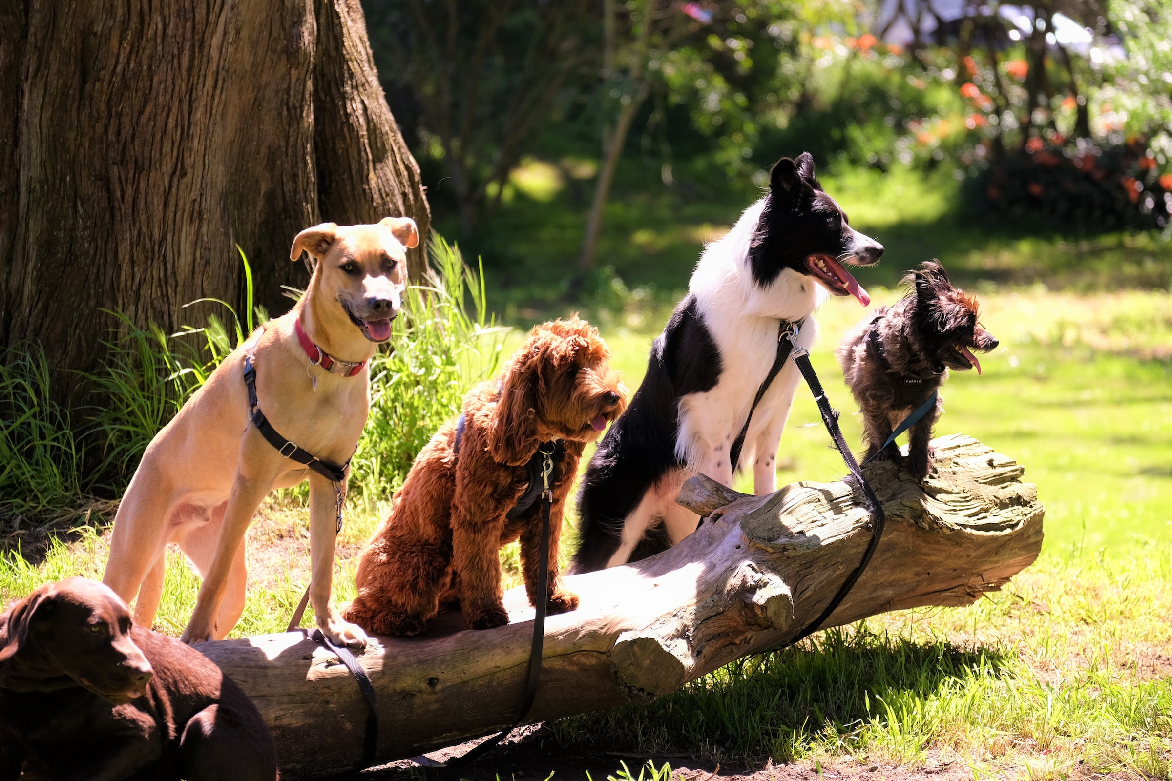 five dogs in a line near a tree log
