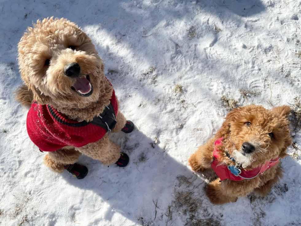 a male and a female mini goldendoodle sitting in the snow