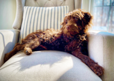 Puppy For Sale - Premier Pups Mini Labradoodle Being Cute