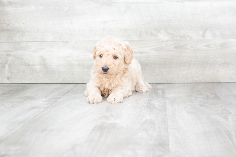Meet Sonny - our Mini Goldendoodle Puppy Photo 2/2 - Premier Pups
