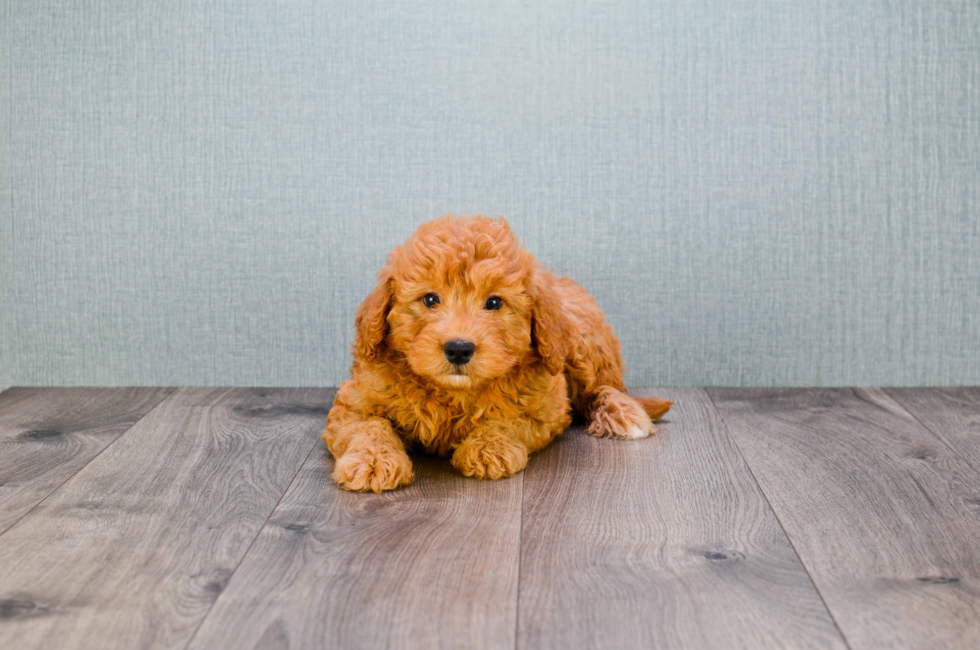 Small breed puppies for sale Teacup Pups for sale in Ohio Premier Pups