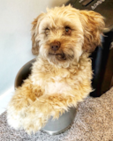 Puppy For Sale - Premier Pups Playful Labrador Poodle Mix Pup