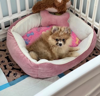 toy Pomeranian dog sitting on a pink and white dog bed