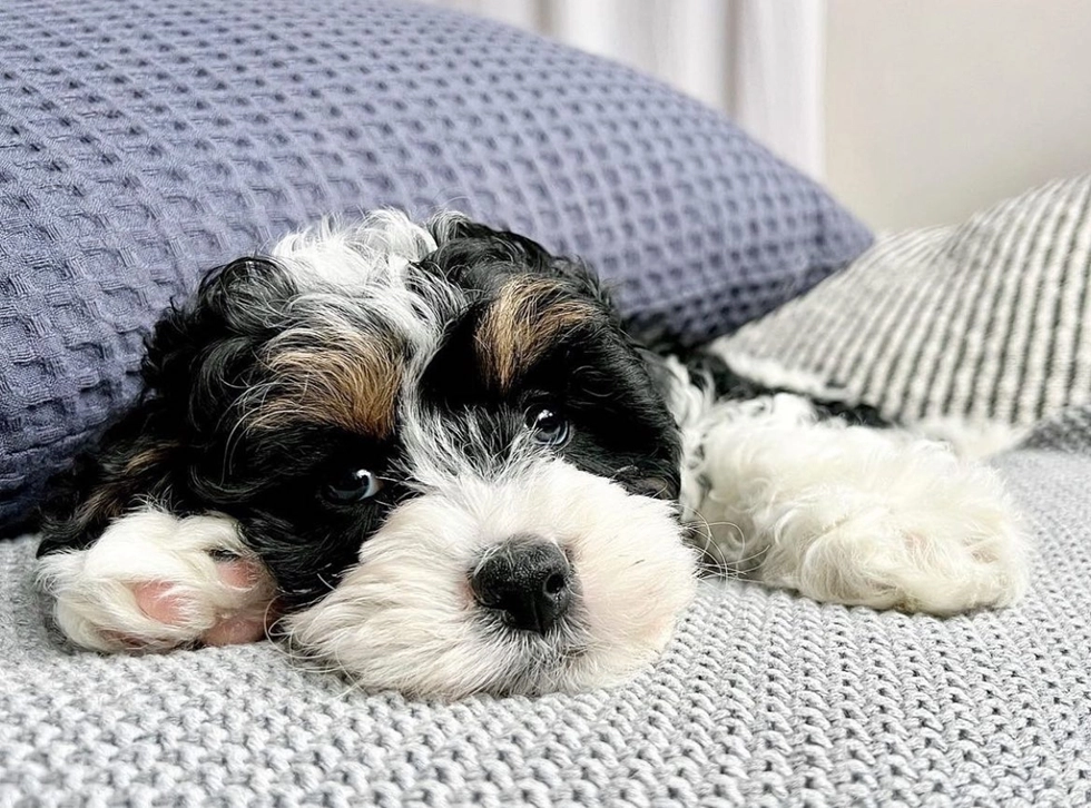 Gentle and sweet Mini Bernedoodle ready for cuddles