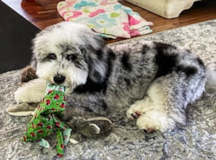 Fluffy Mini Sheepadoodle Pup