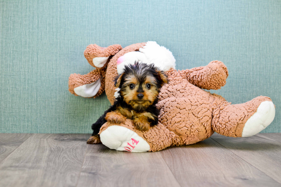 Meet Jeremy - our Yorkshire Terrier Puppy Photo 