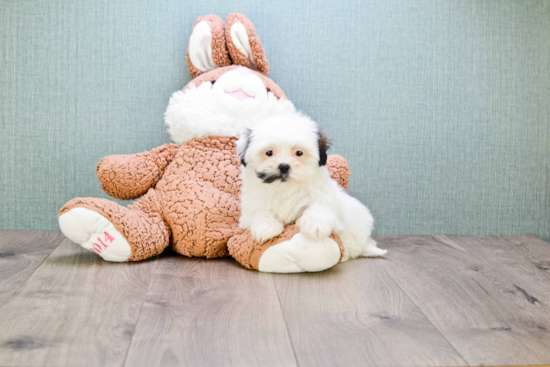 Teddy Bear Pup Being Cute