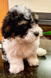 Sweet Shih Poo Poodle Mix Pup