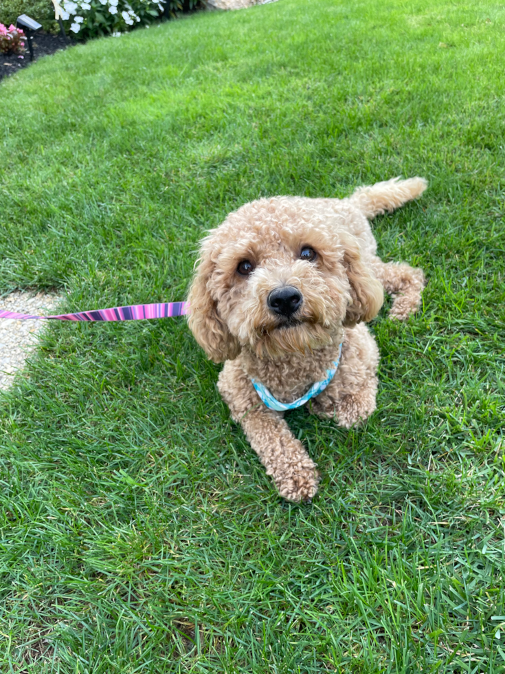 adorable cavapoo with low shedding coat