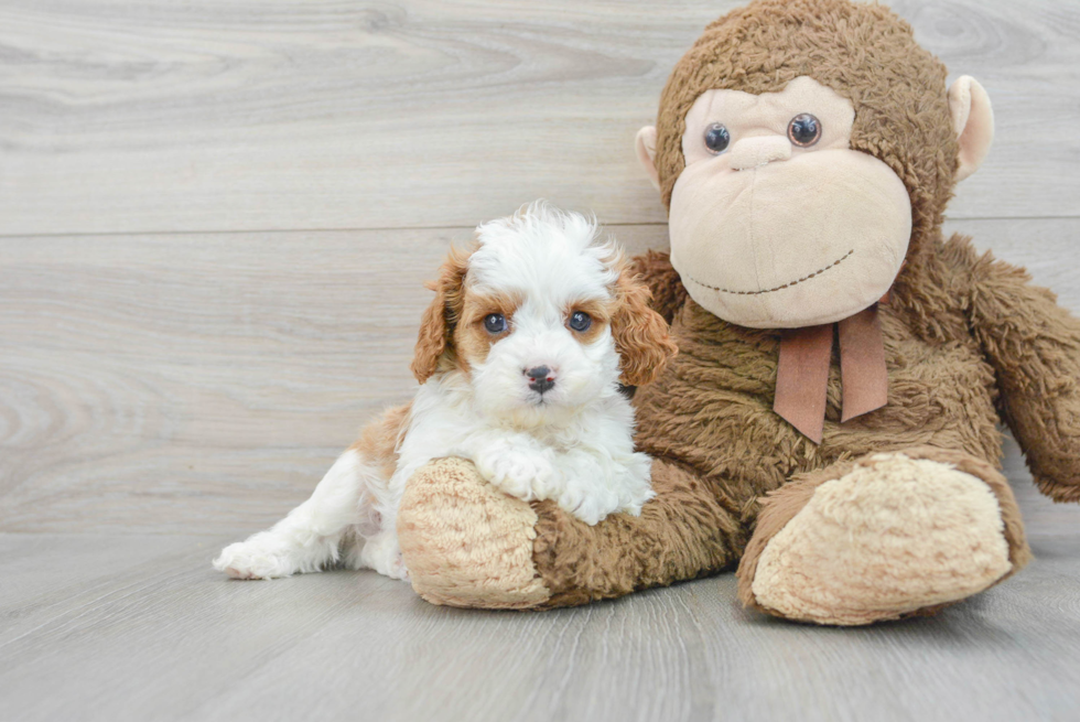 brown and white Cavapoo