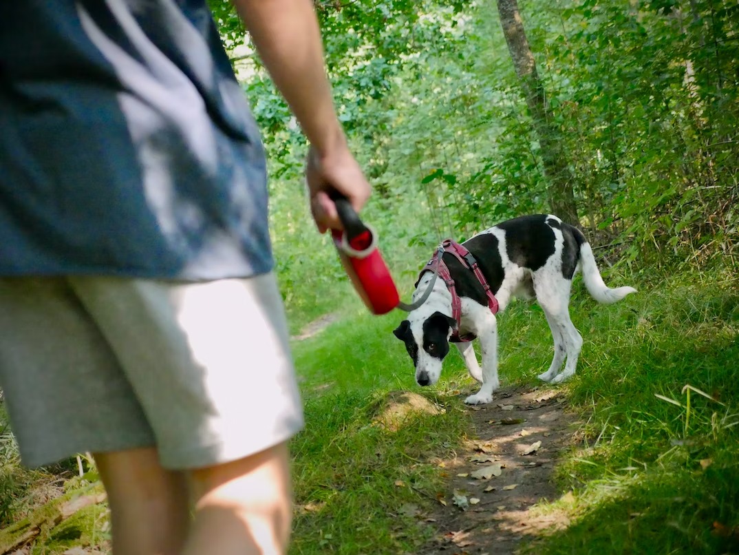 frustrated owner repeating commands while the dog looks puzzled