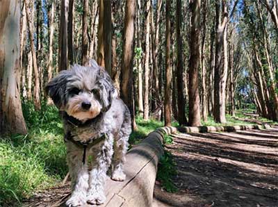 A Mini Aussiedoodle dog posing in the woods