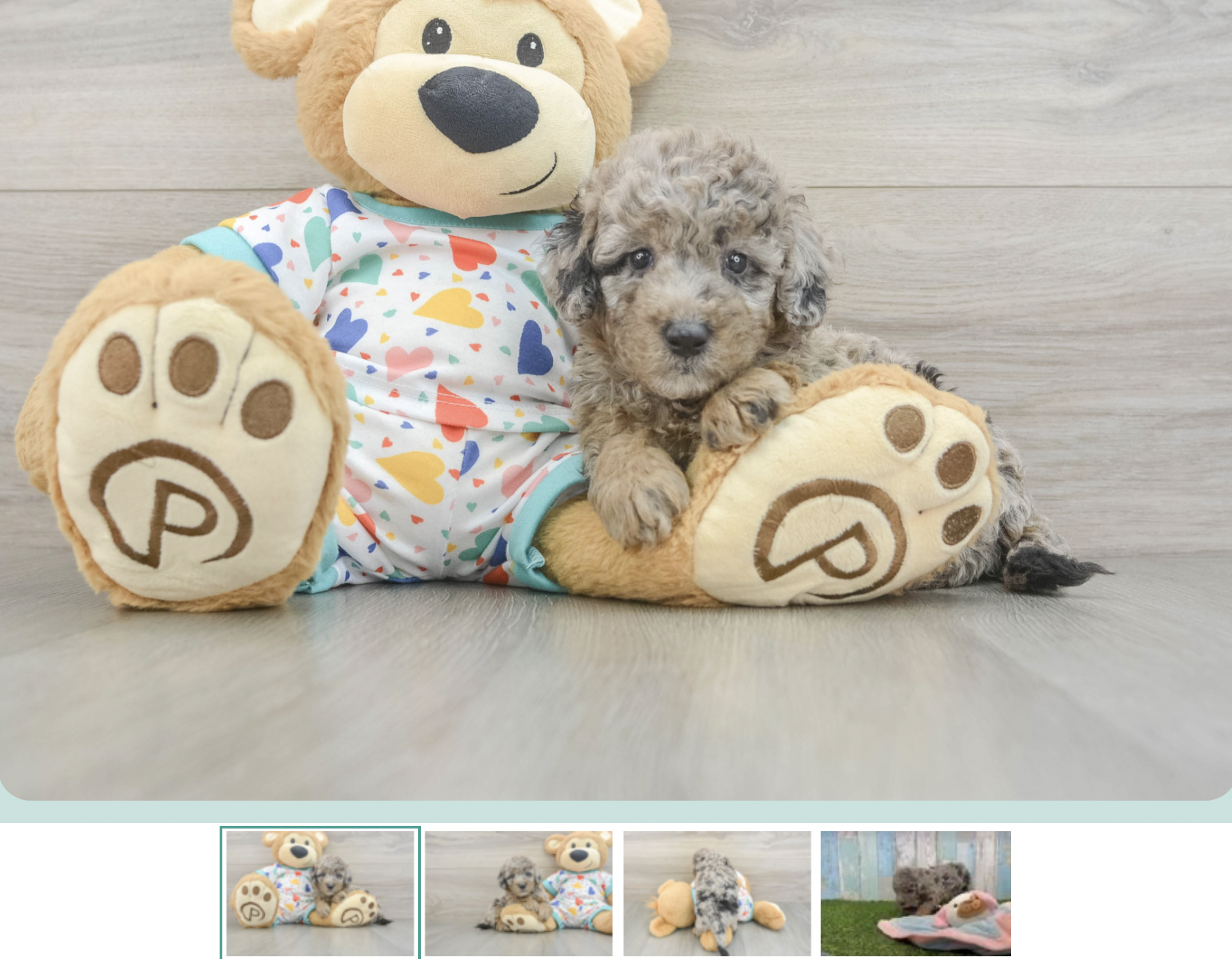 premier pups mini goldendoodle puppy for sale listing
