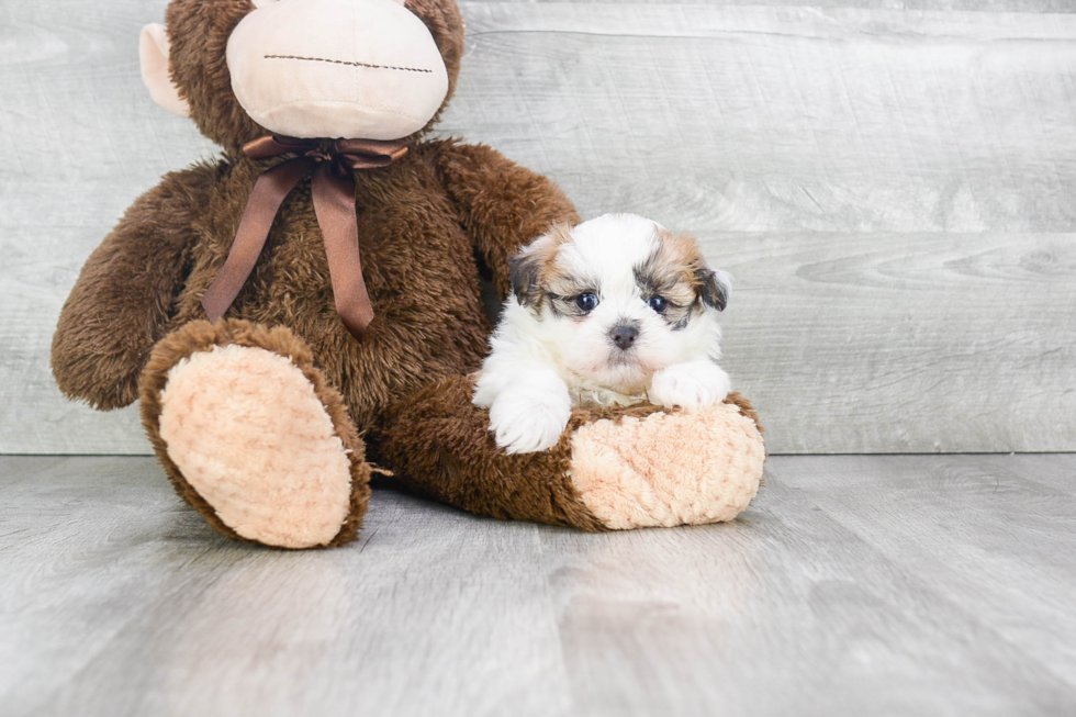 Meet Alexa - our Teddy Bear Puppy Photo 1/4 - Premier Pups