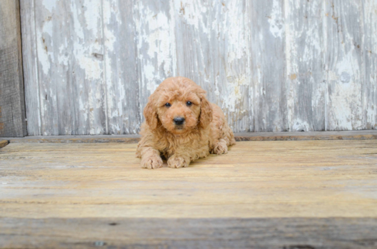 Mini Goldendoodle Puppy for Adoption