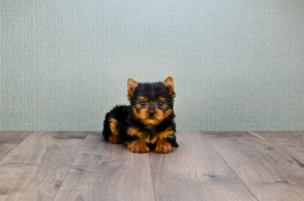 AKC Yorkie puppies for sale Buy Teacup Yorkshire Terrier Pups