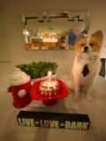 Puppy For Sale Premier Pups Akc Registered Pomeranian Purebred Pup