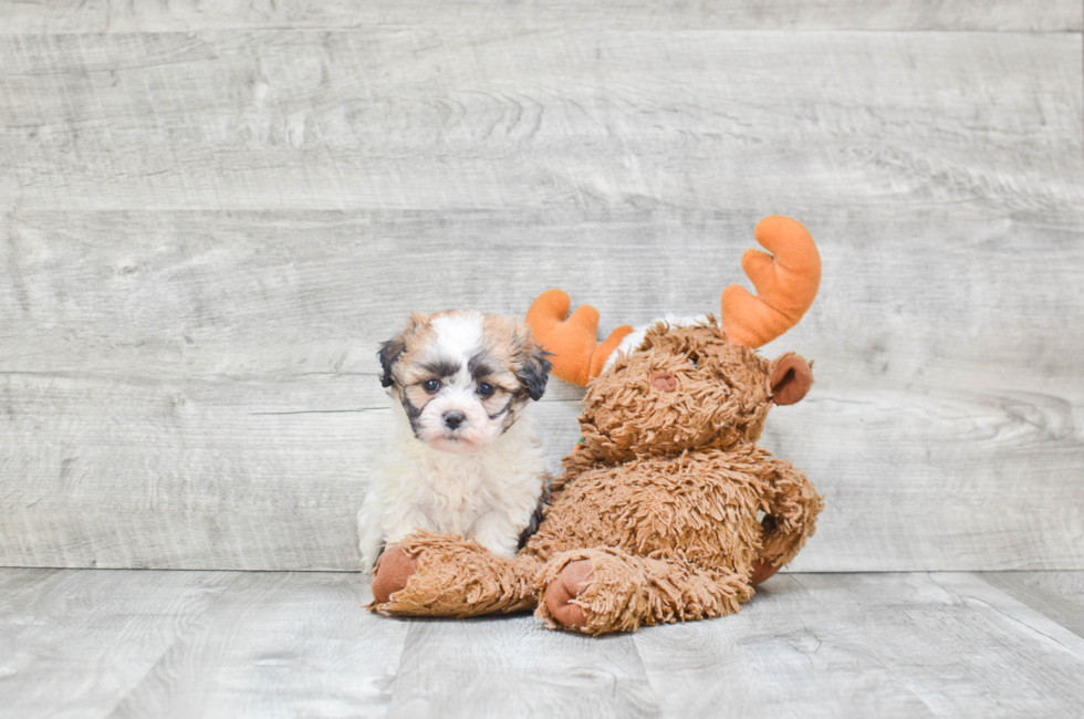 Small breed puppies for sale Teacup Pups for sale in Ohio Premier Pups