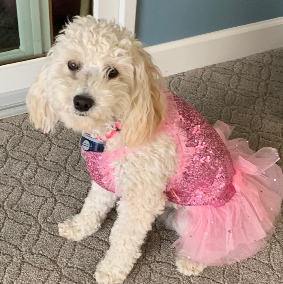 mini white goldendoodle dog with wavy hair sitting on a carpet inside a house. the white dog is wearing a pink outfit
