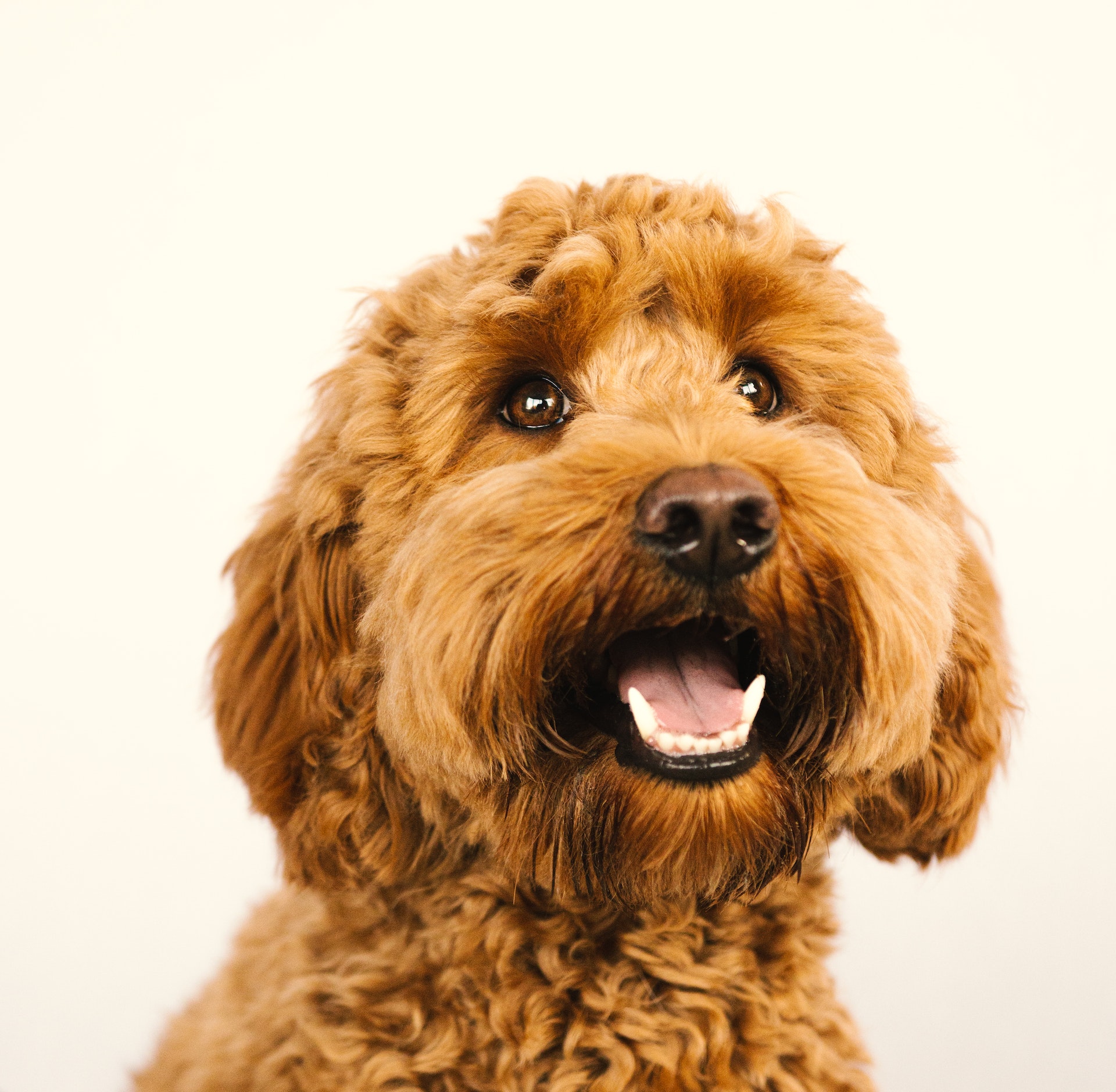 mini labradoodle in a white background