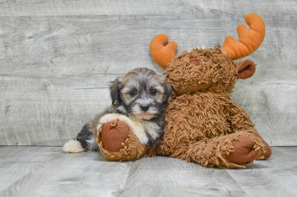 Small breed puppies for sale Teacup Pups for sale in Ohio Premier Pups