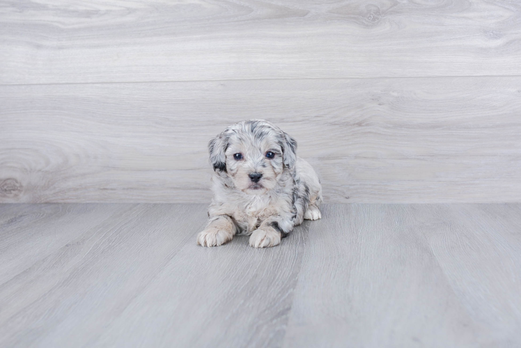Meet Norah - our Mini Aussiedoodle Puppy Photo 1/4 - Premier Pups
