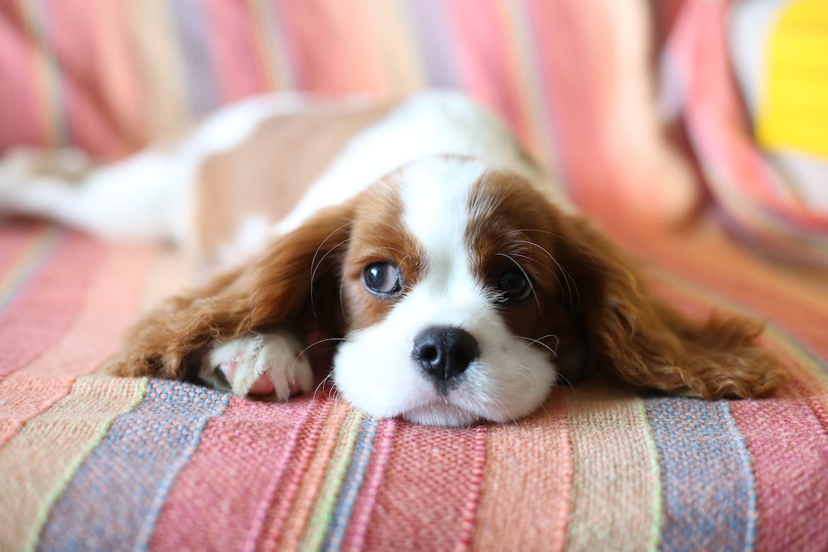 gentle Cavalier King Charles Spaniel lounging on a blanket