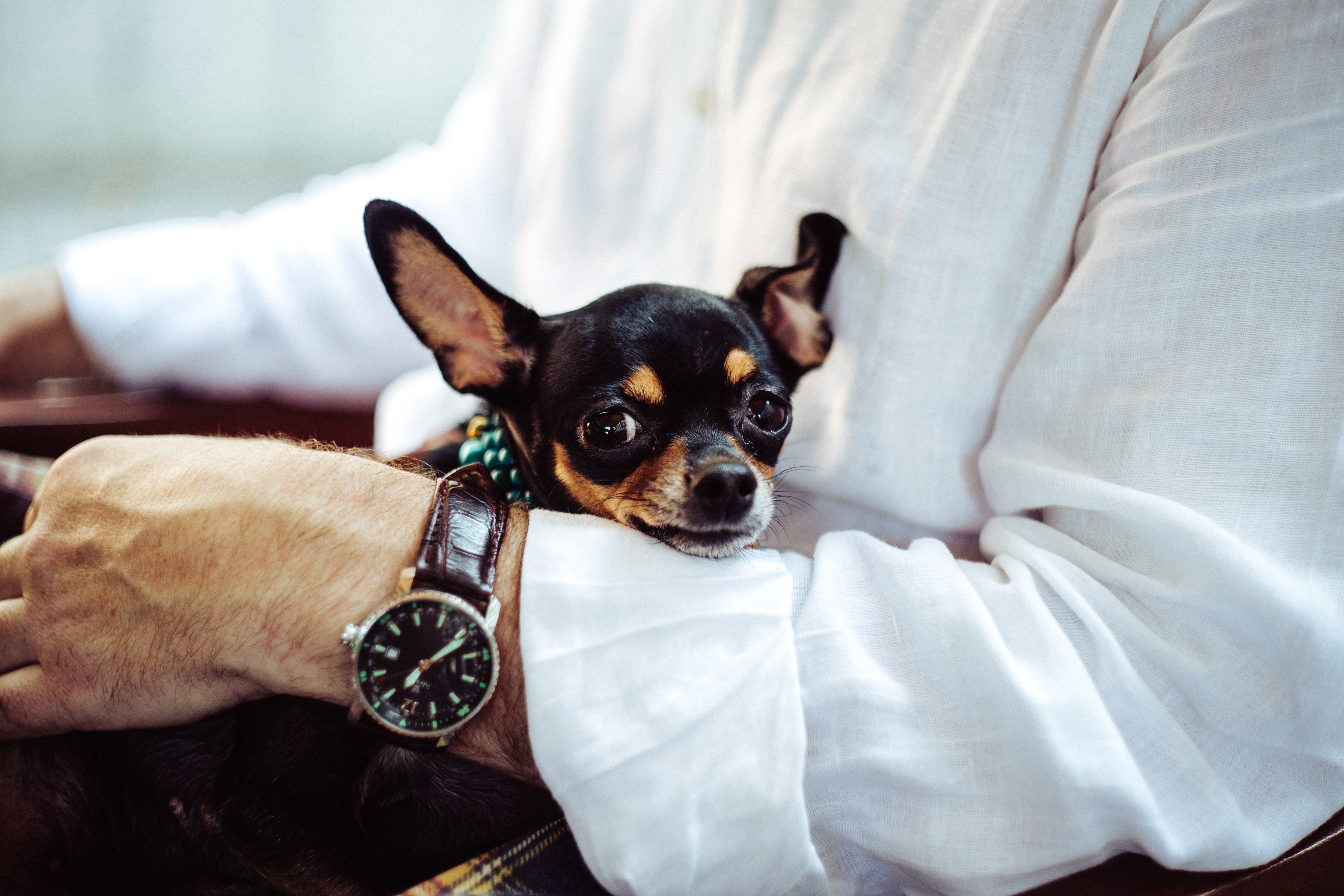 doctor wearing white holding a dog 