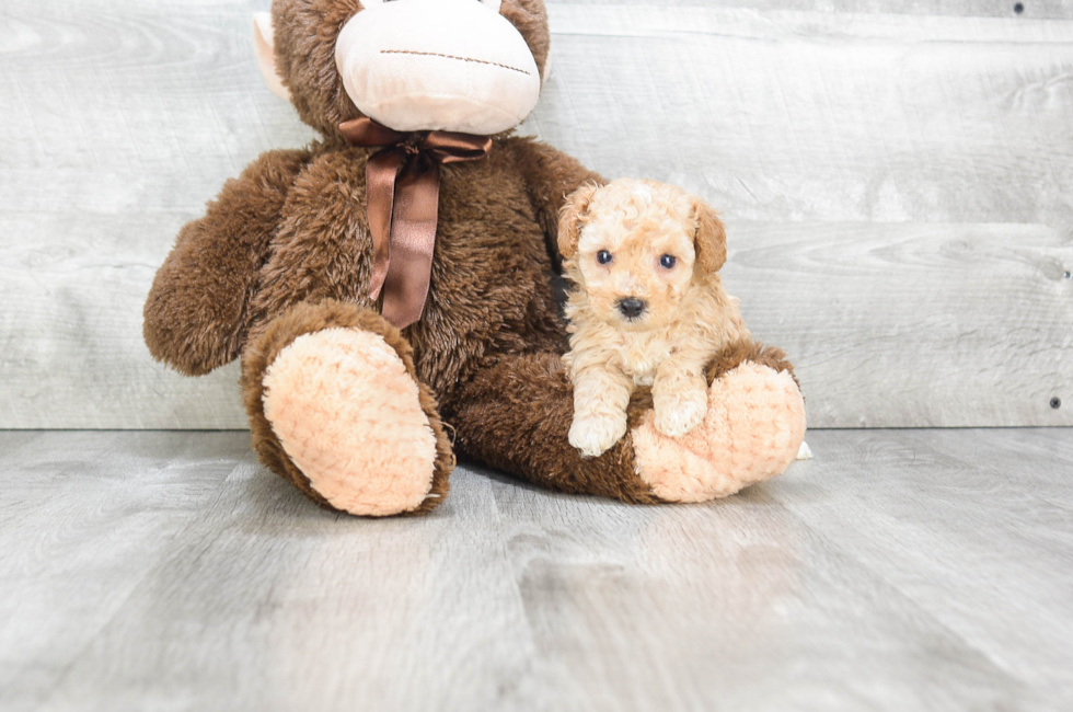 Poodle Puppies For Sale Small toy puppies for sale in Ohio