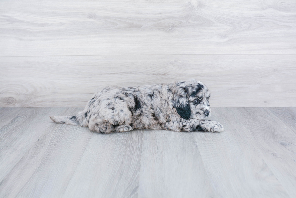 Meet Rolo - our Mini Goldendoodle Puppy Photo 4/4 - Premier Pups