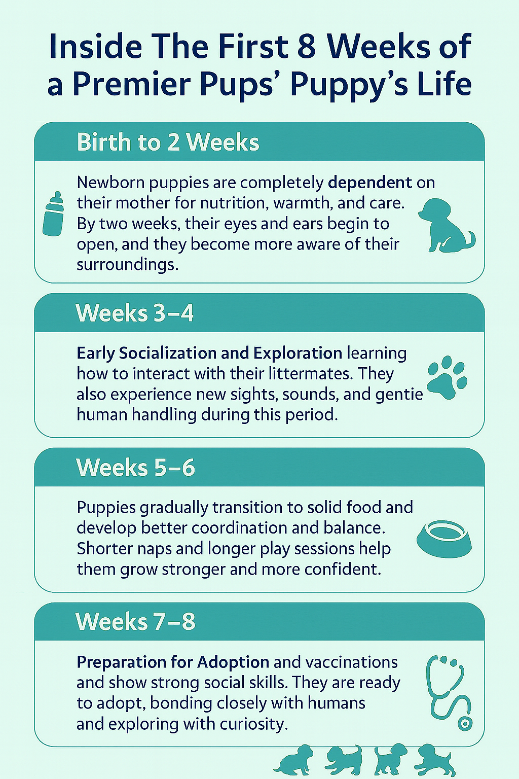 Premier Pups infographic showing puppy development week by week — nursing, socialization, transition to solid food, veterinary care, and adoption preparation.
