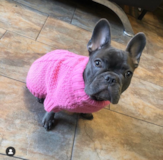 French Bulldog Being Cute