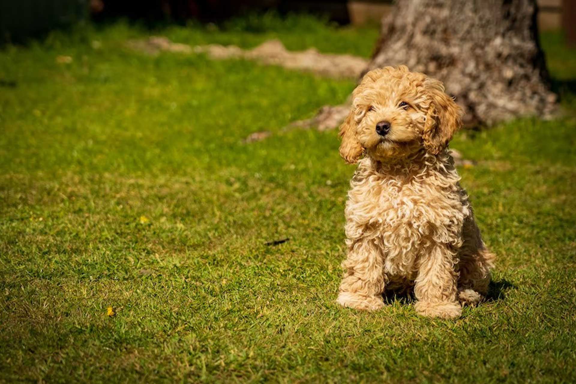 Poodle puppy