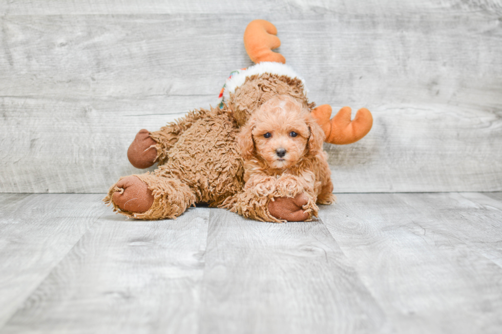 Hypoallergenic Poodle Purebred Pup