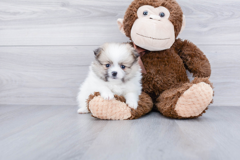 Meet Drake - our Pomeranian Puppy Photo 1/4 - Premier Pups