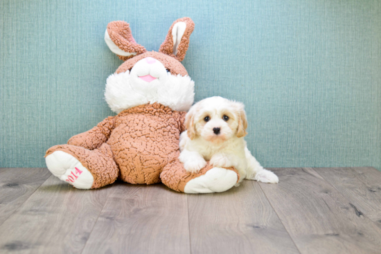 Best Cavachon Baby