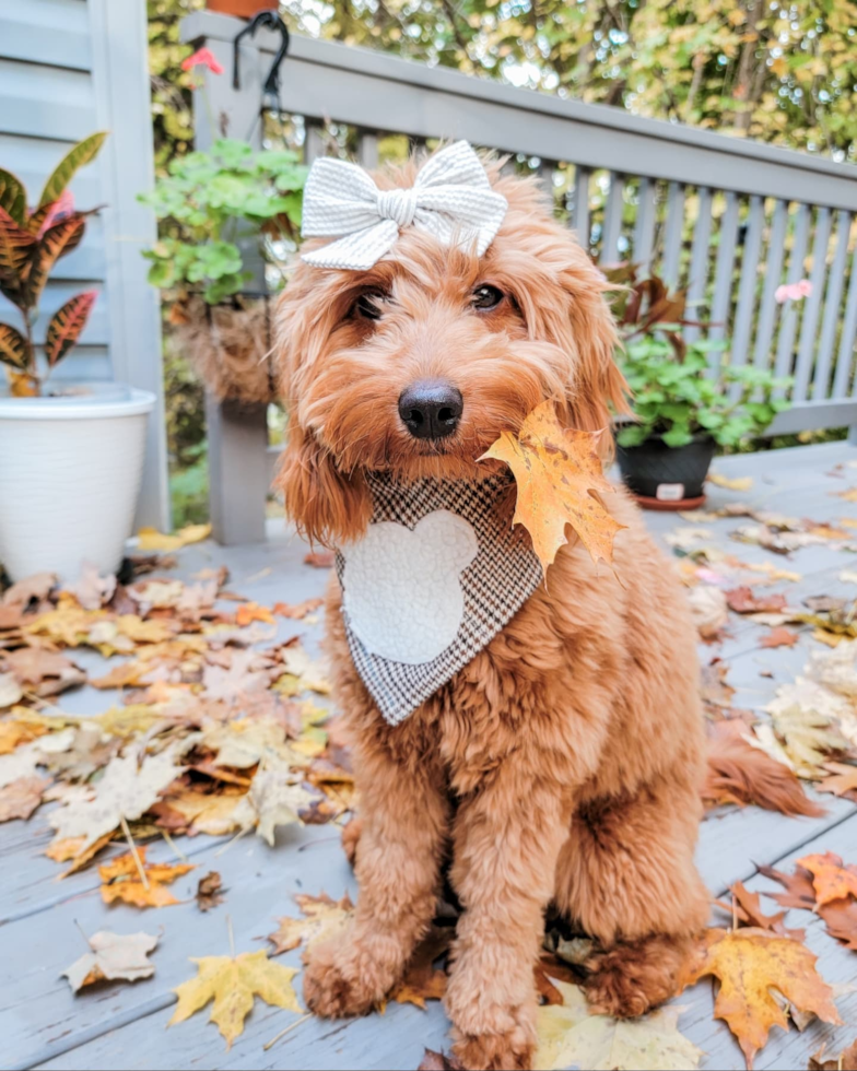 beautiful goldendoodle mini dog sitting on a porch surrounded by autumn leaves