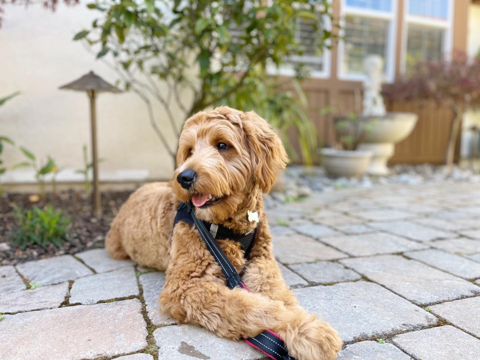 short hair mini goldendoodle sitting on pavement wearing a leash. the dog is looking sideways