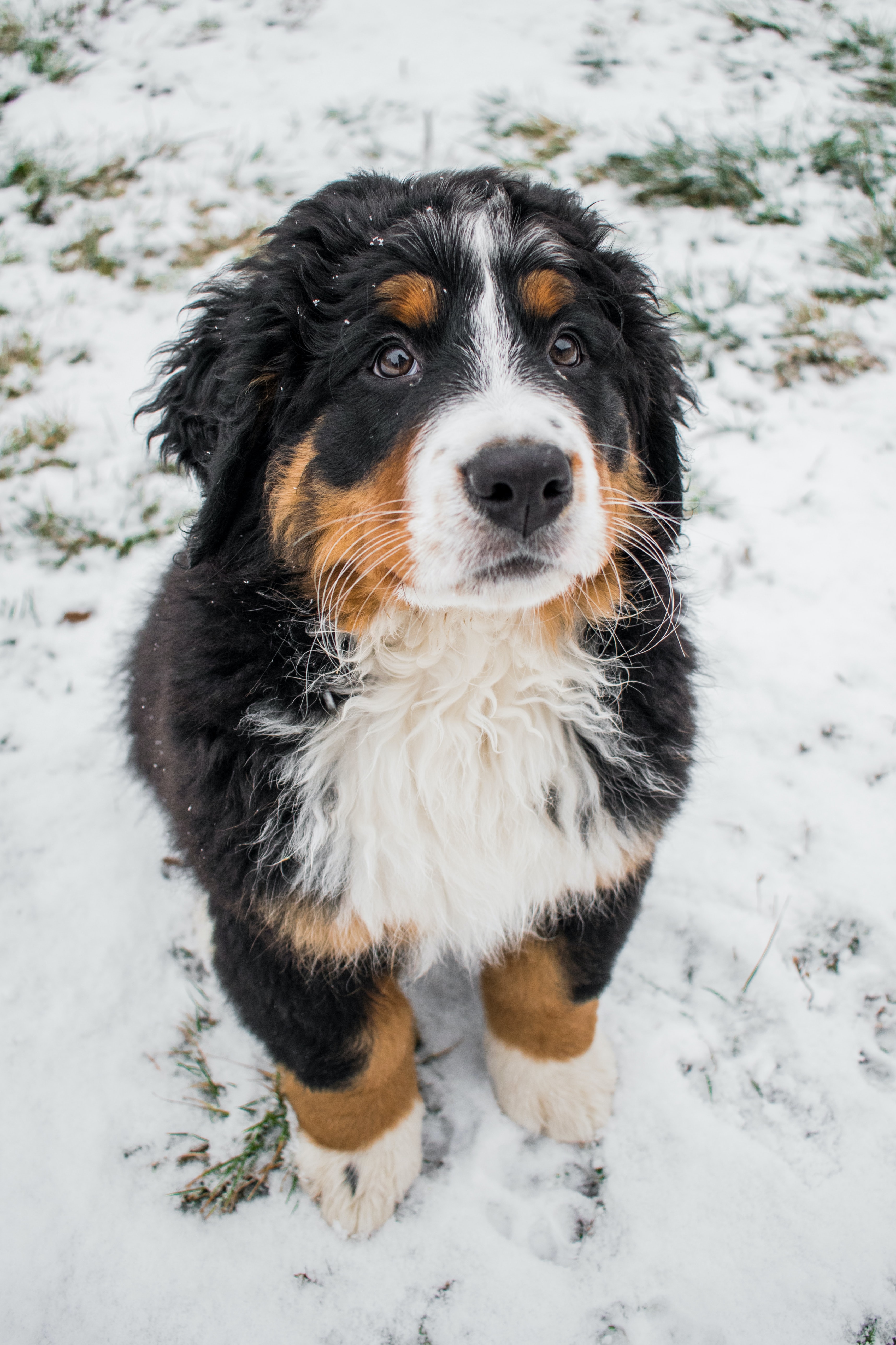 Bernese mountain hot sale mini poodle