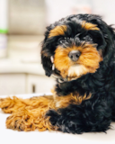 Energetic Cavoodle Poodle Mix Pup