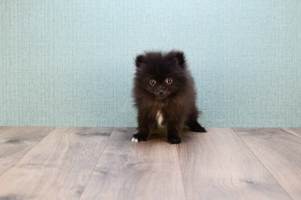 Little Pomeranian Baby