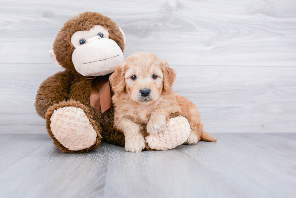 Meet Baron - our Mini Goldendoodle Puppy Photo 2/2 - Premier Pups