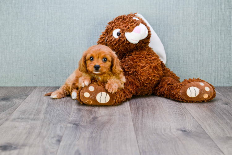 cava yorkie poo cava poo puppy cava yorkie poo cava poo puppy