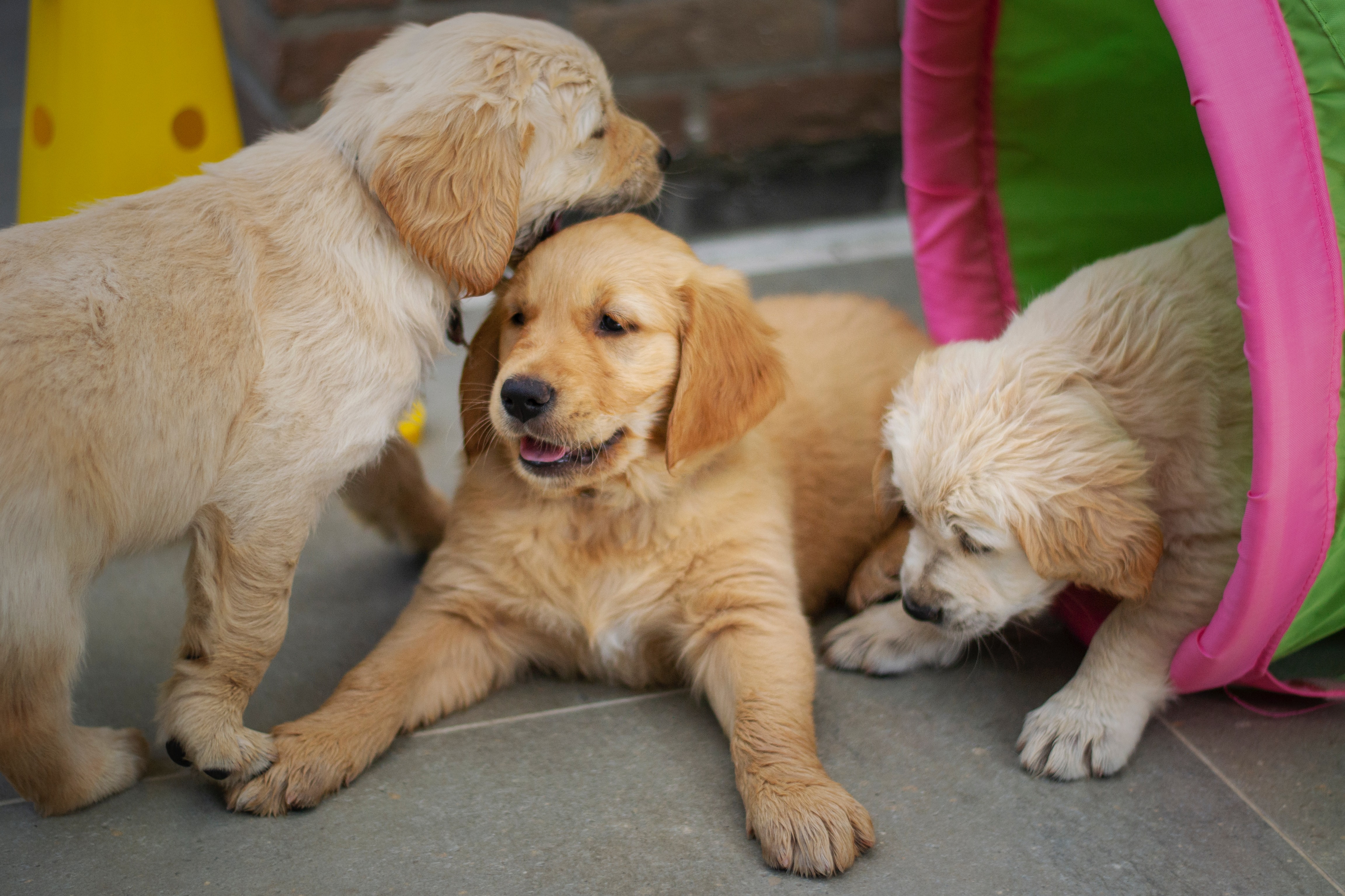 three golden puppies playing and socializing