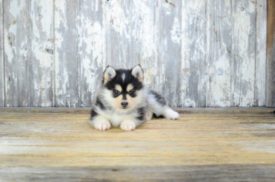 Pomsky Puppy for Adoption